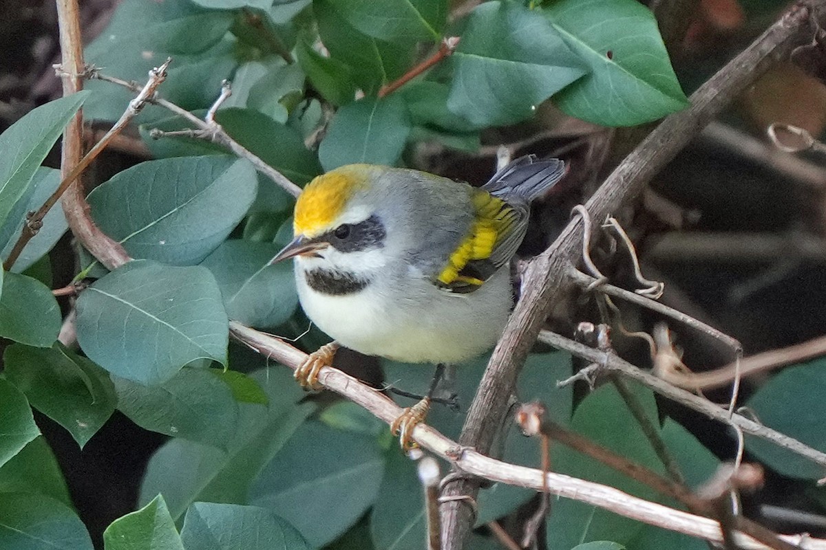 Golden-winged Warbler - ML641566768