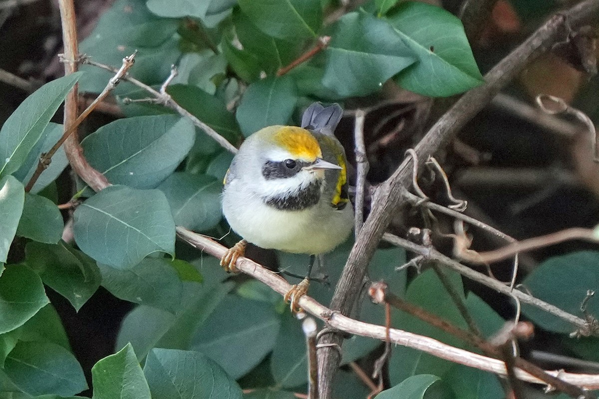 Golden-winged Warbler - ML641566769