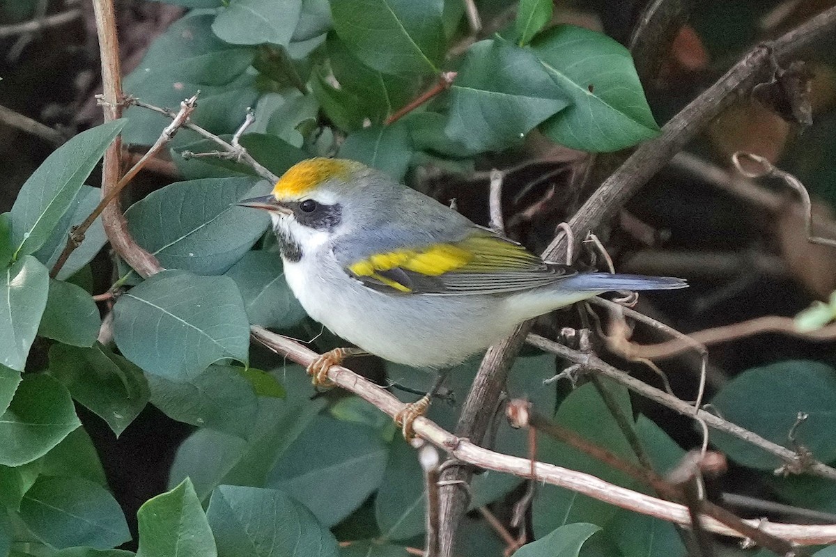 Golden-winged Warbler - ML641566770