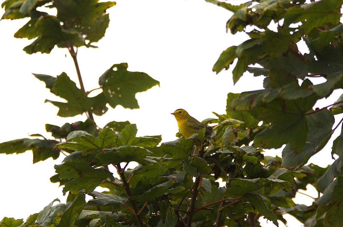 Wilson's Warbler - ML641566782
