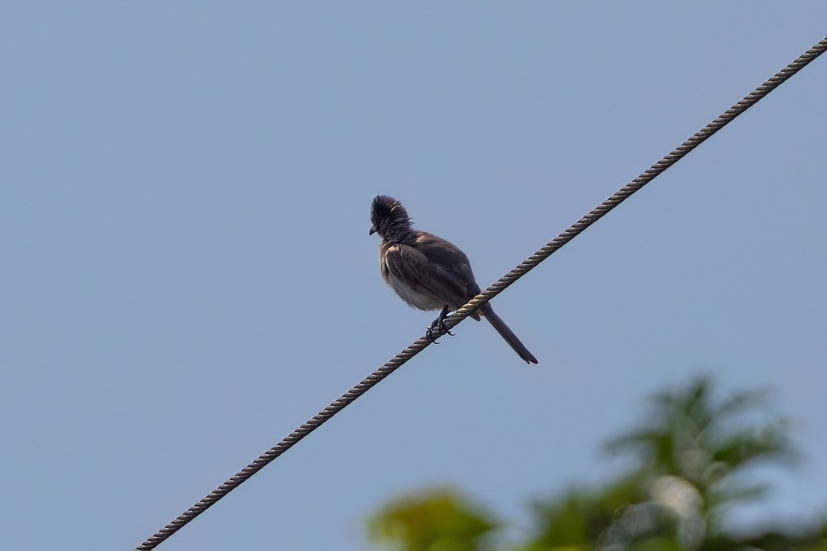 Common Bulbul (Dark-capped) - ML641566785