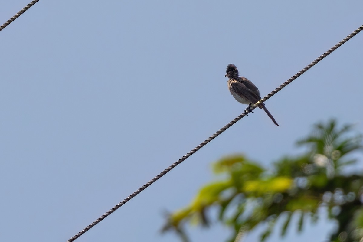 Common Bulbul (Dark-capped) - ML641566786
