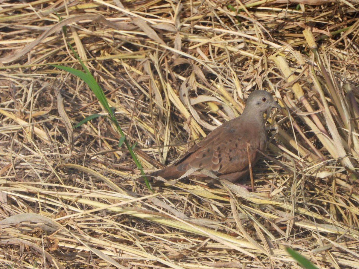 Ruddy Ground Dove - ML641566797