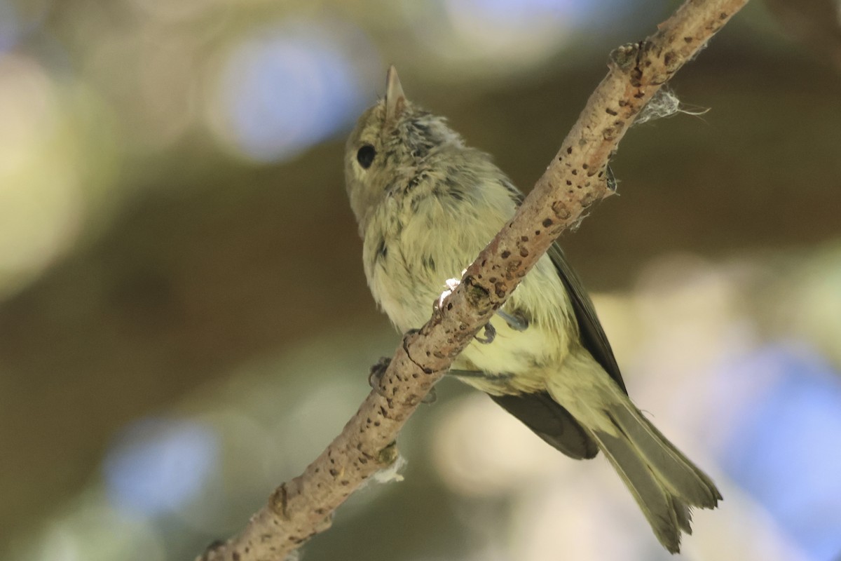 Hutton's Vireo - ML641566831