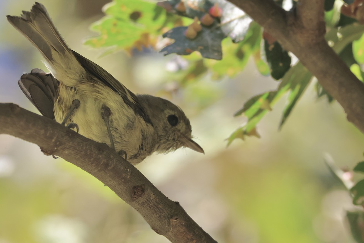 Hutton's Vireo - ML641566832