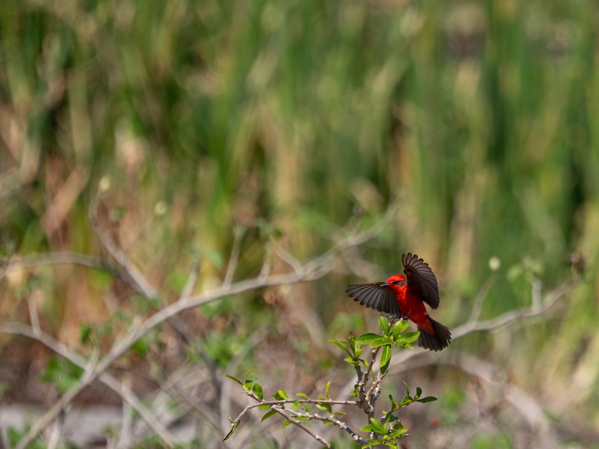 Vermilion Flycatcher - ML641566834