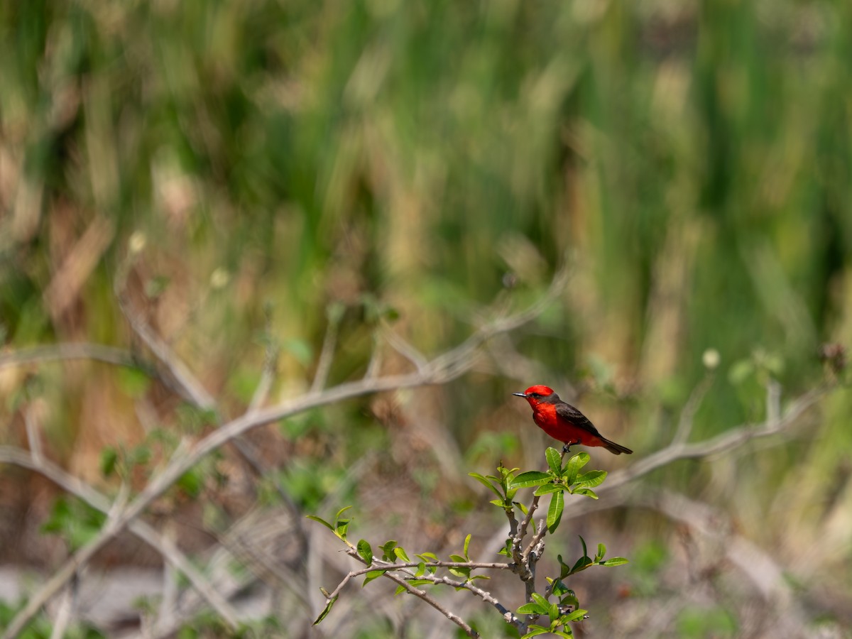 Vermilion Flycatcher - ML641566835