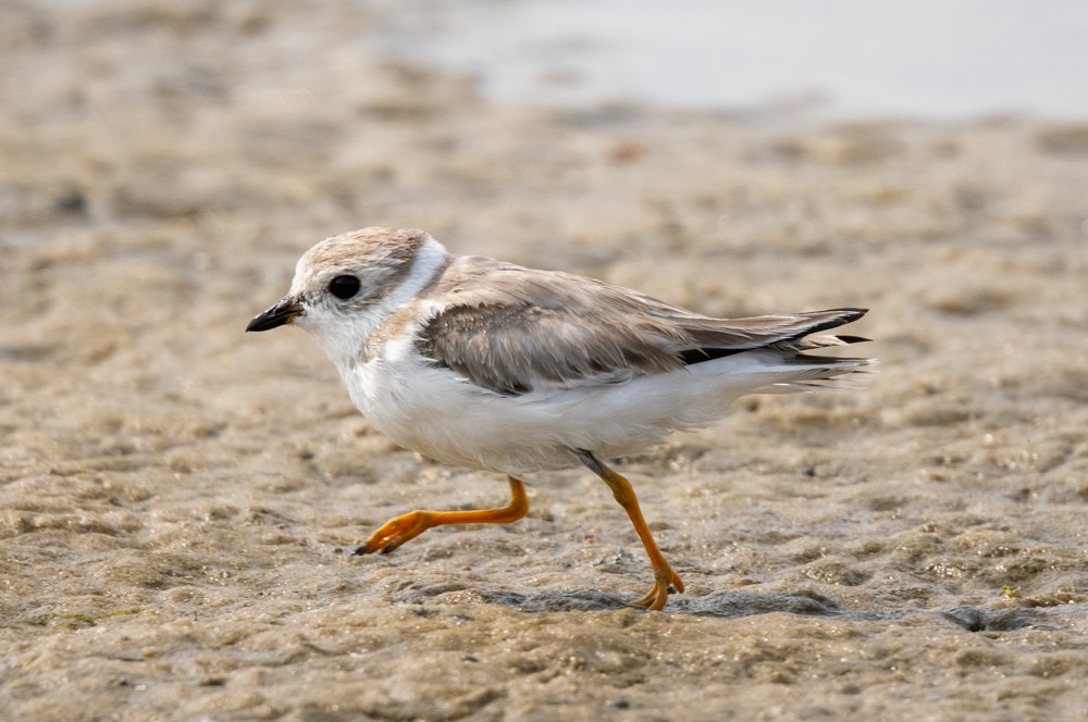 Piping Plover - ML641566866