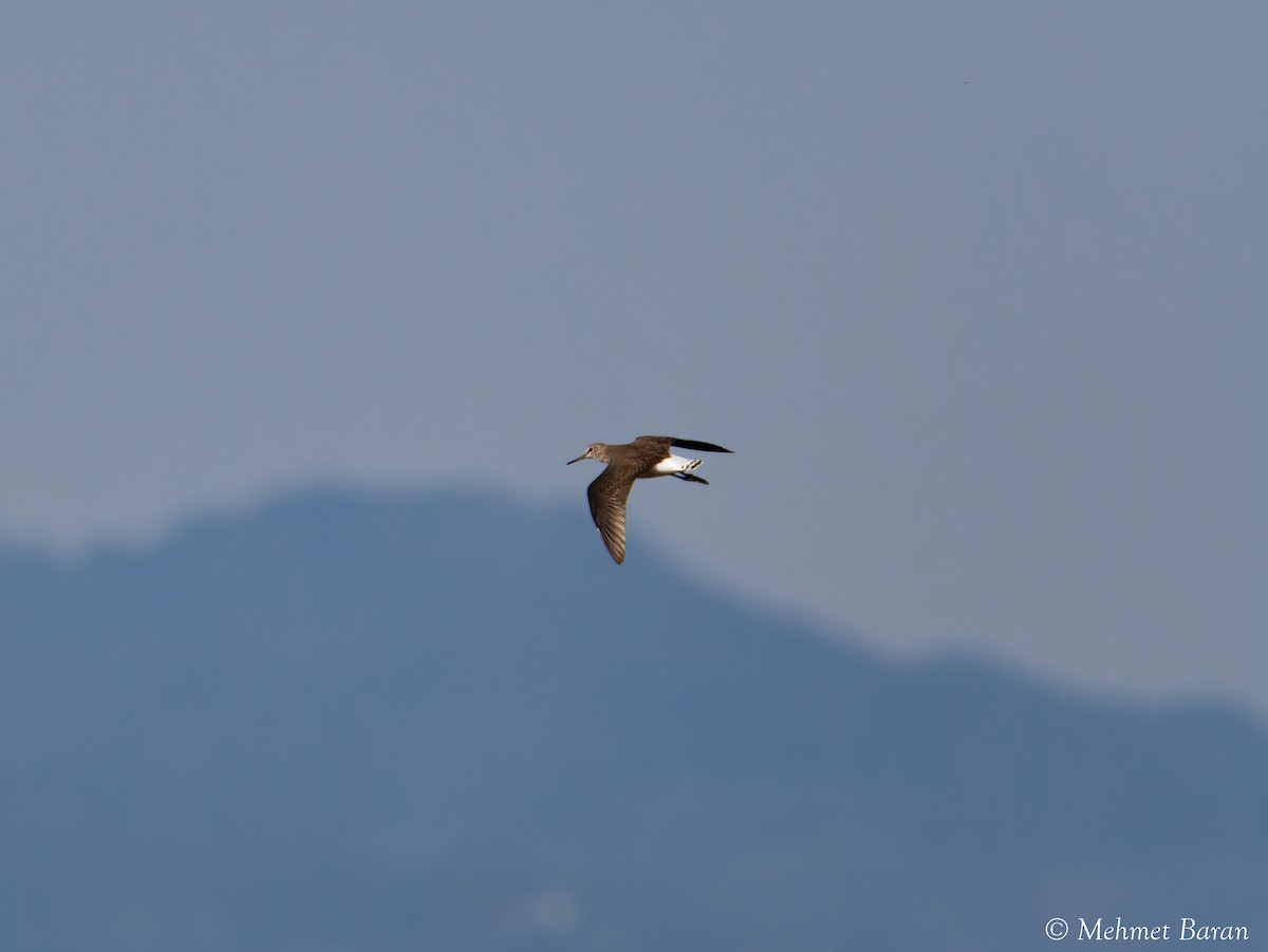 Green Sandpiper - ML641566875