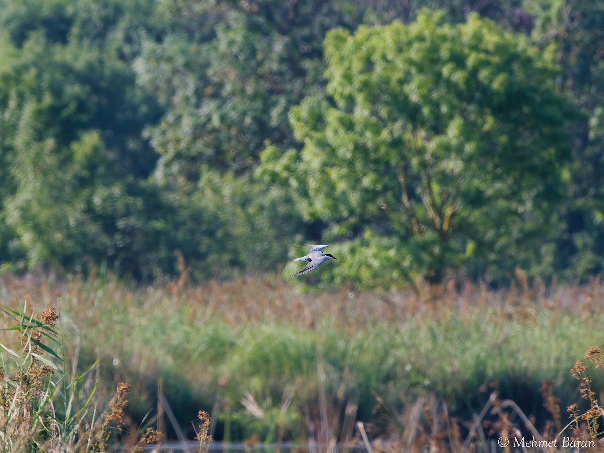 Whiskered Tern - ML641566917