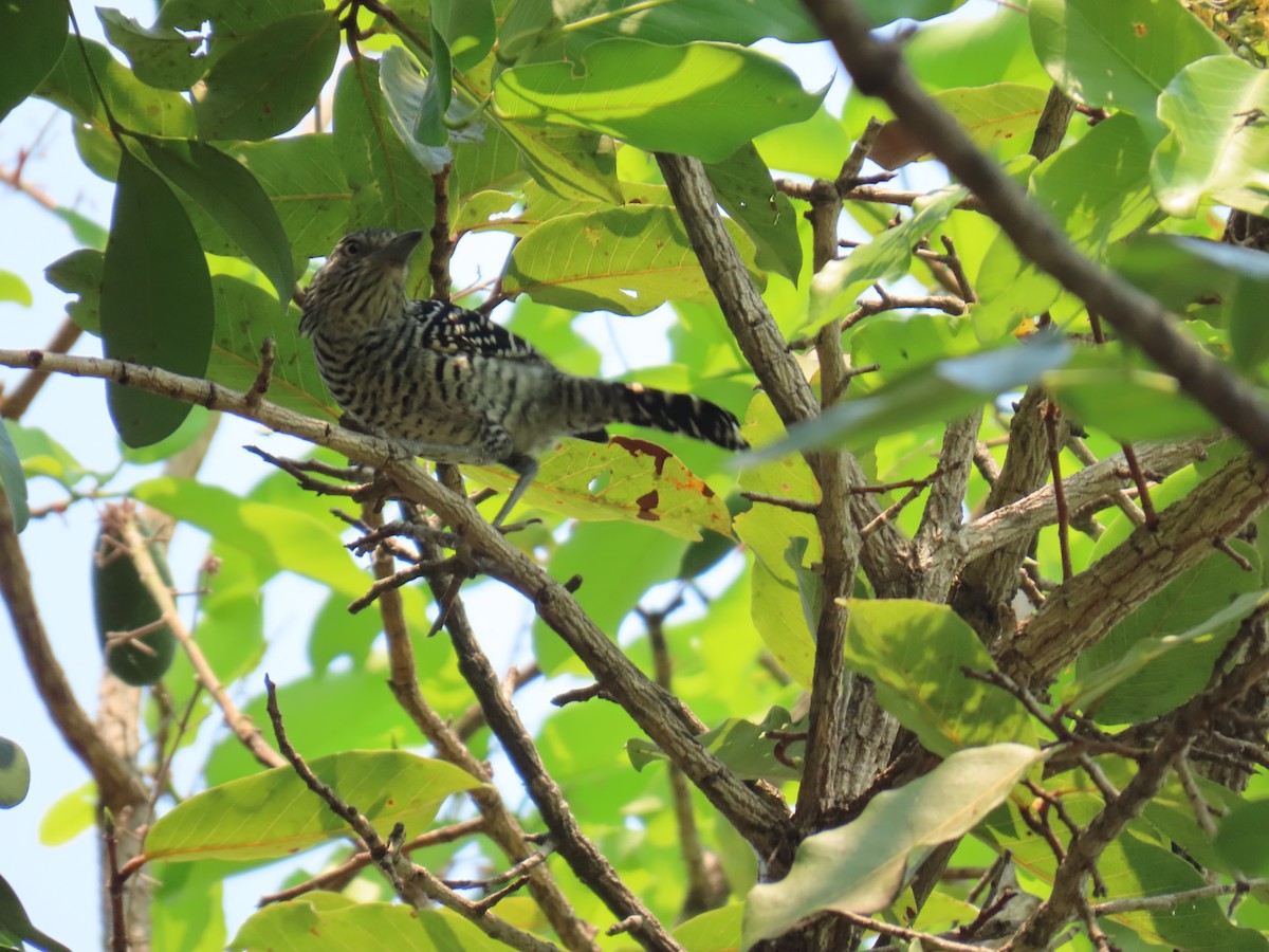 Barred Antshrike - ML641566966