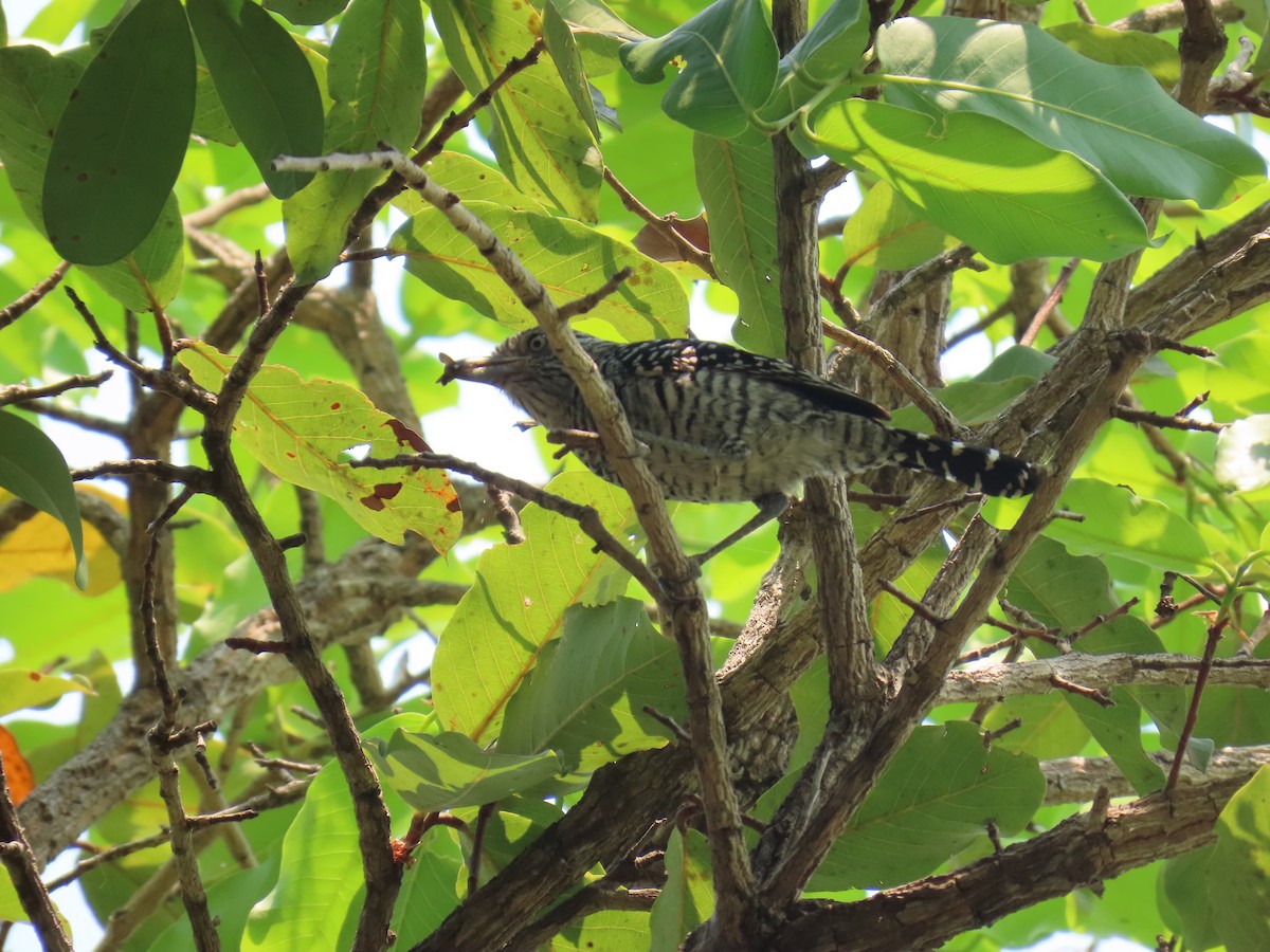 Barred Antshrike - ML641566967
