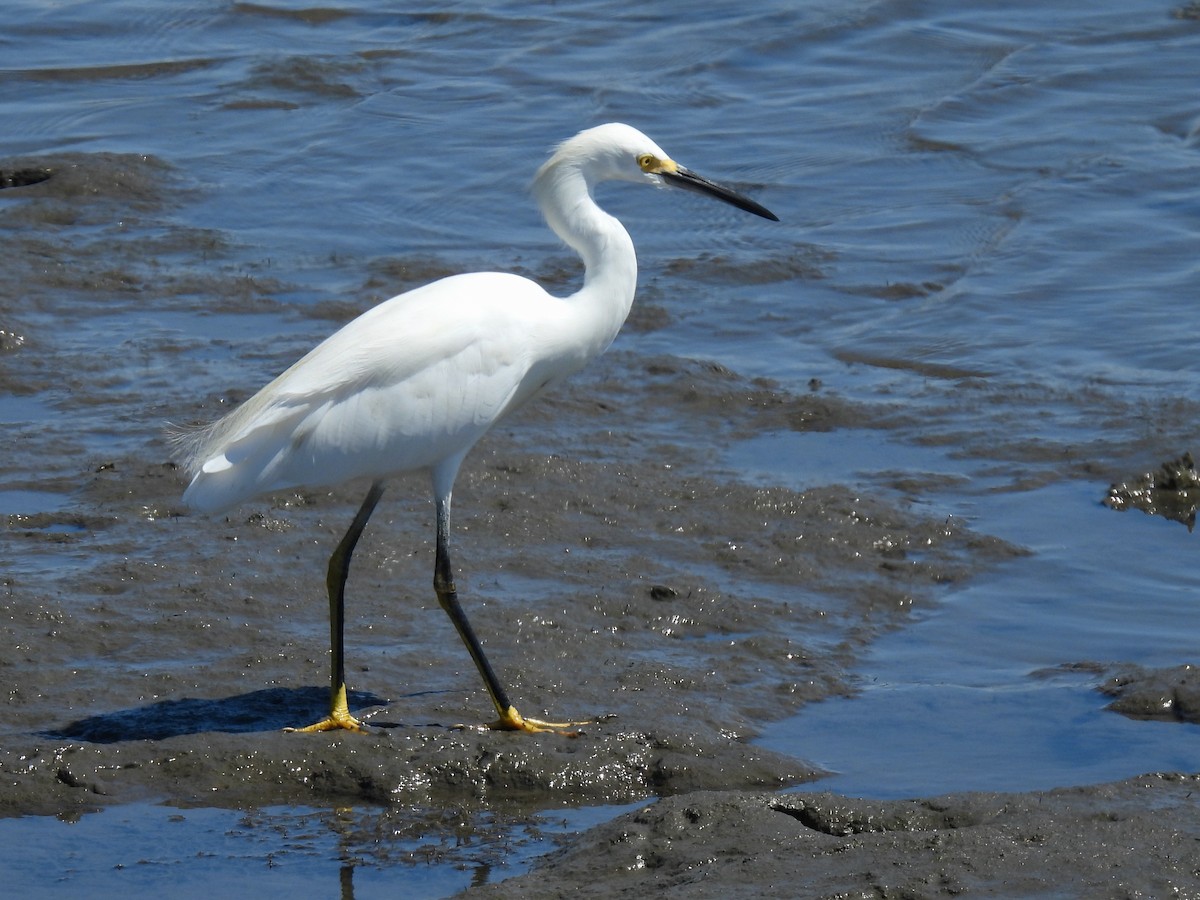Snowy Egret - ML641567015