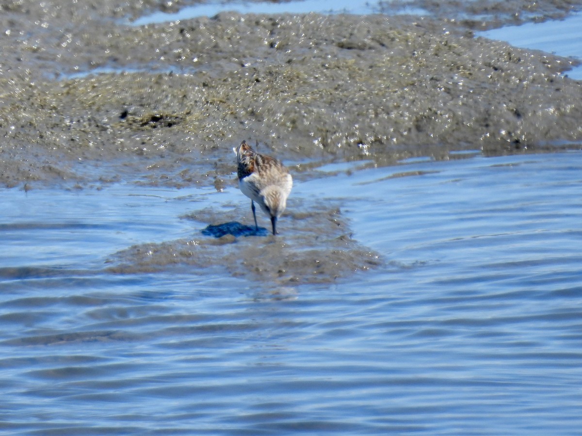 Western Sandpiper - ML641567021