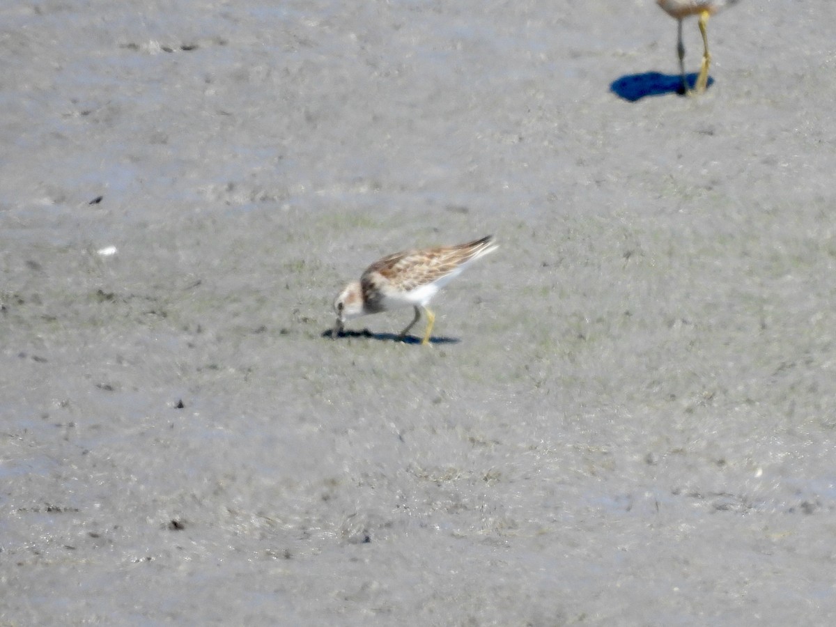 Least Sandpiper - ML641567029