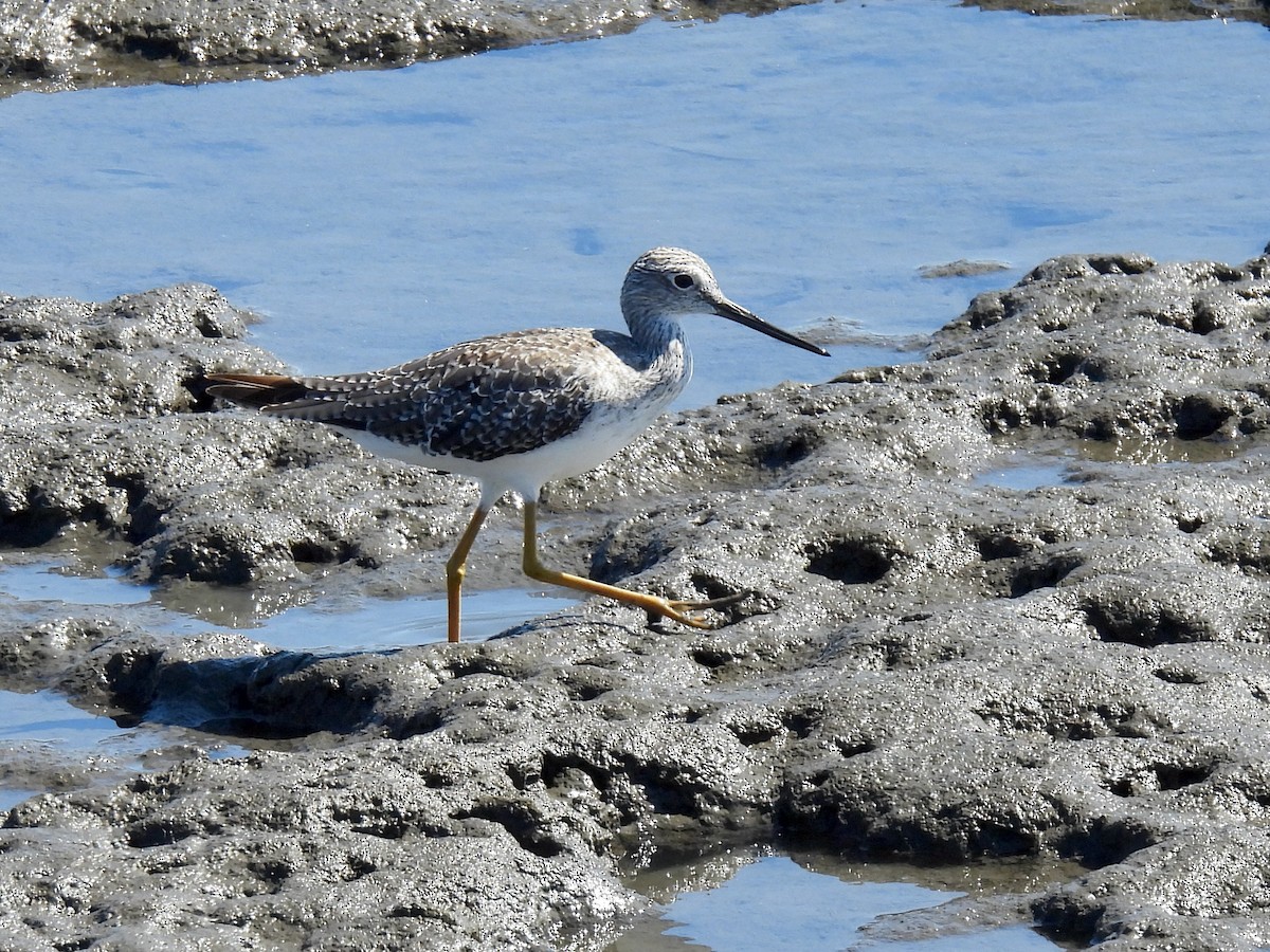 Greater Yellowlegs - ML641567031