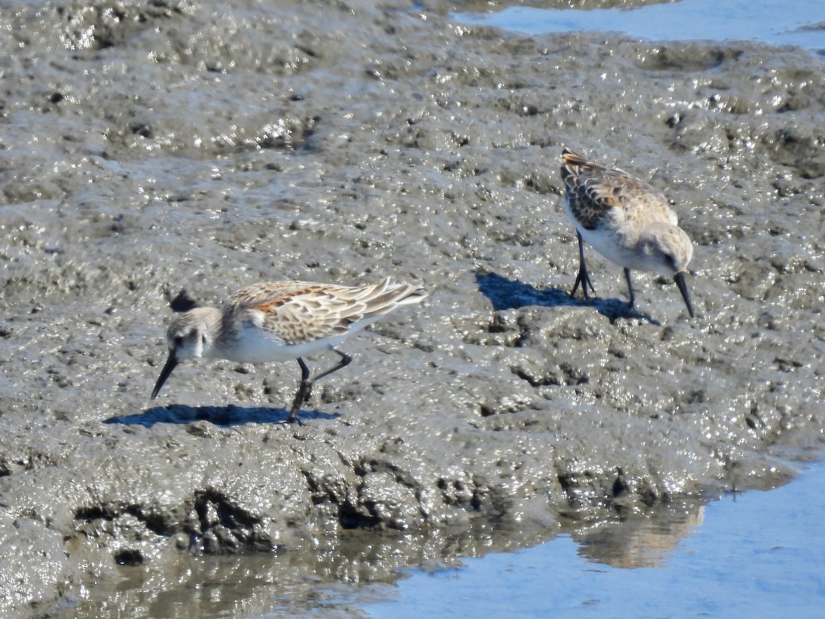 Western Sandpiper - ML641567057