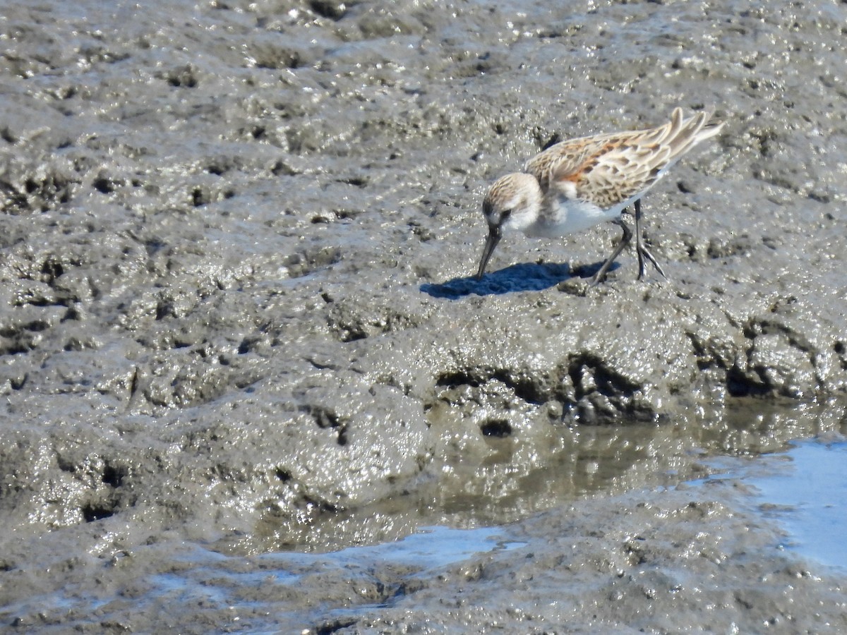Western Sandpiper - ML641567064