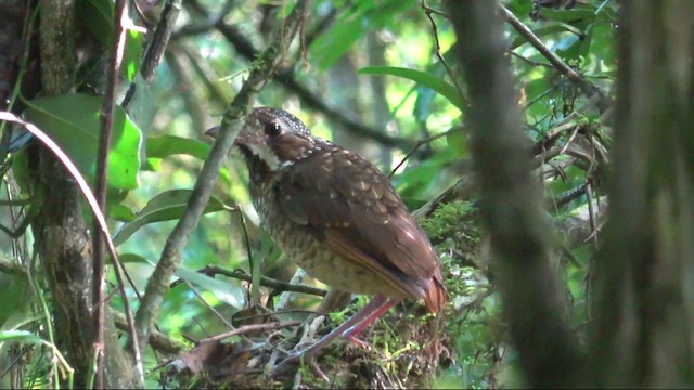 Variegated Antpitta - ML641567067