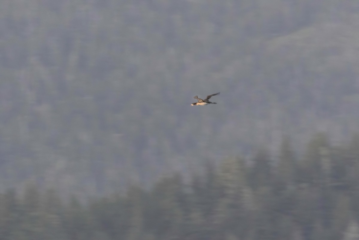 Pacific Loon - ML641567080