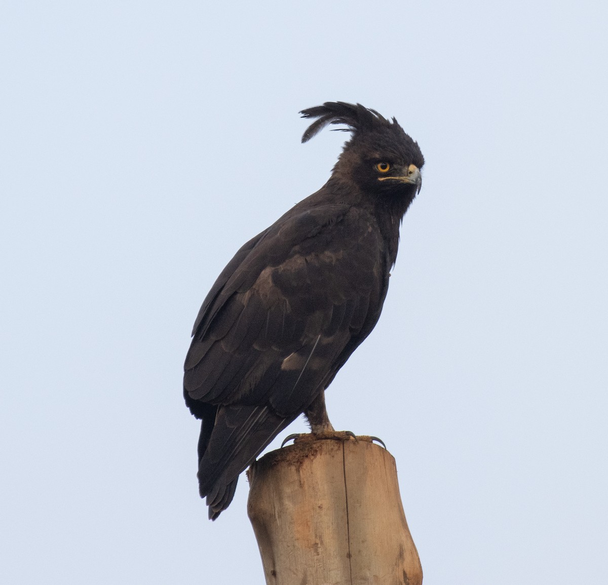 Long-crested Eagle - ML641567111