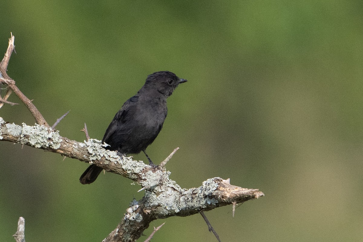 Northern Black-Flycatcher - ML641567181
