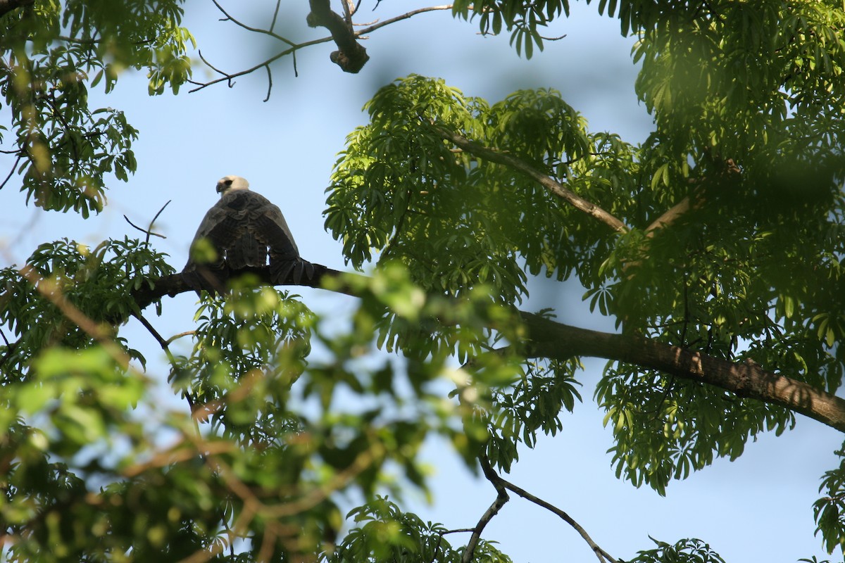 Harpy Eagle - ML641567213