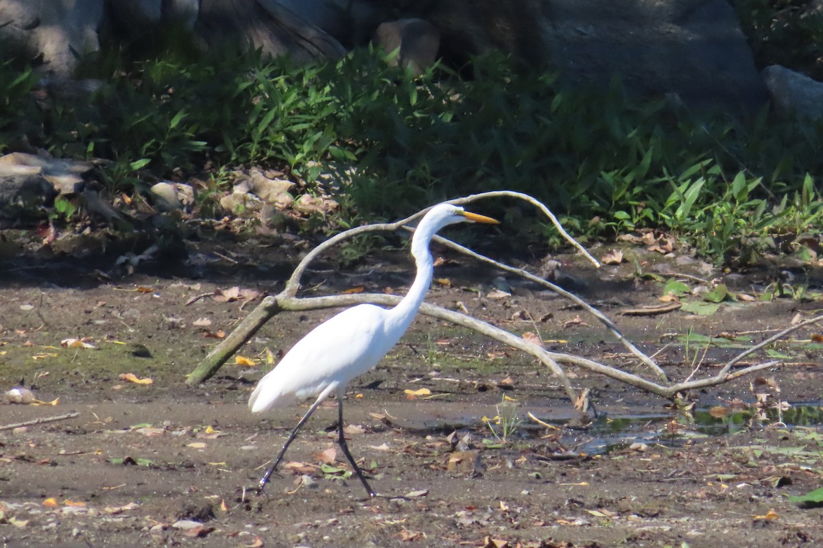 Grande Aigrette - ML641567217