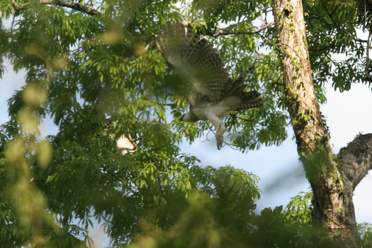 Harpy Eagle - ML641567233