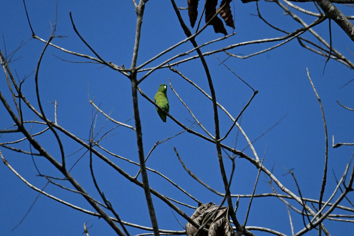 Cobalt-winged Parakeet - ML641567296