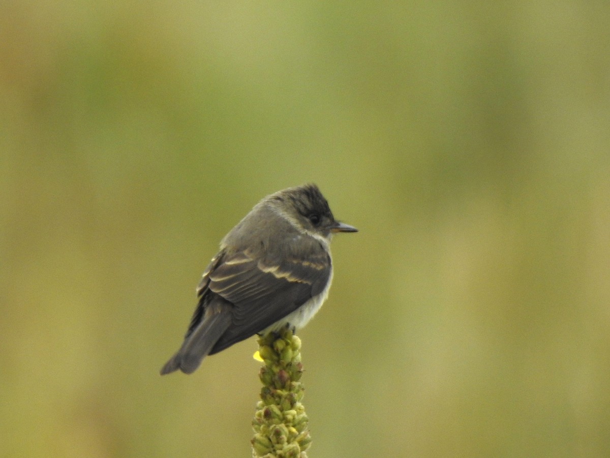 Western Wood-Pewee - ML641567305