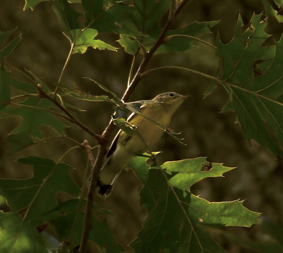 American Redstart - ML641567334