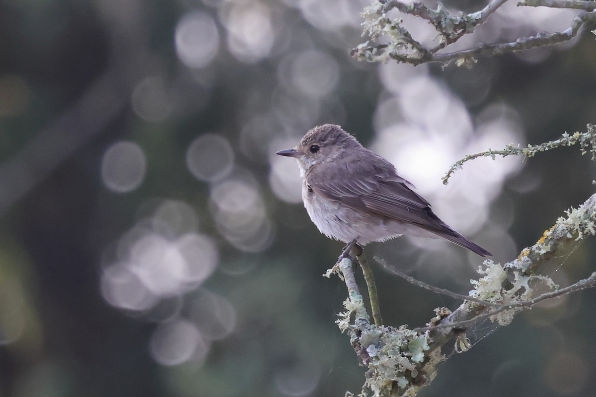 Euli-txori grisa - ML641567358