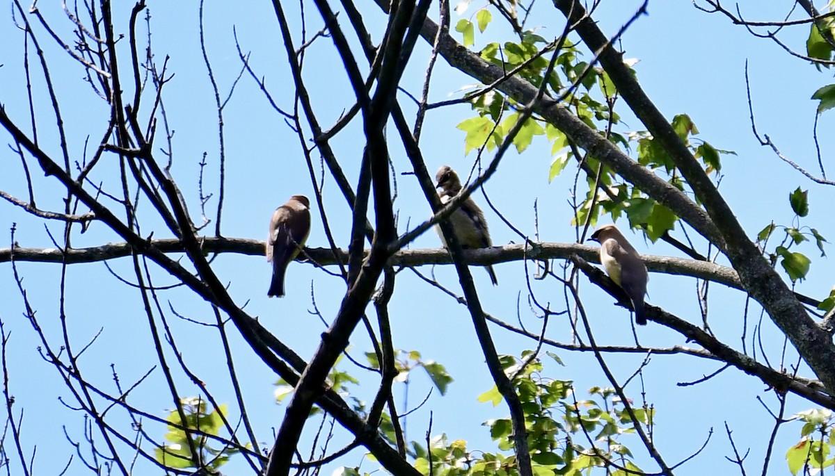 Cedar Waxwing - ML641567377