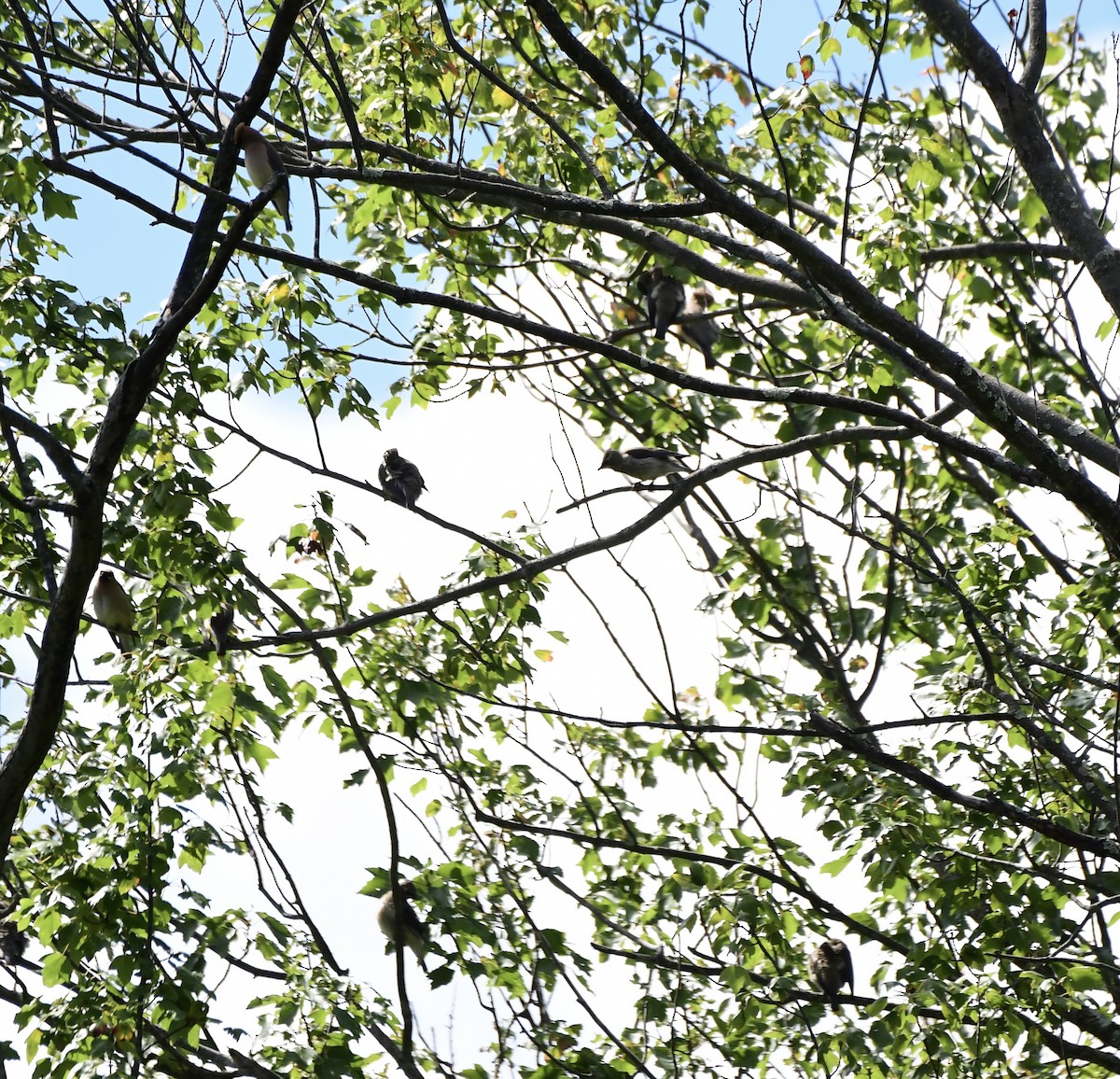Cedar Waxwing - ML641567396