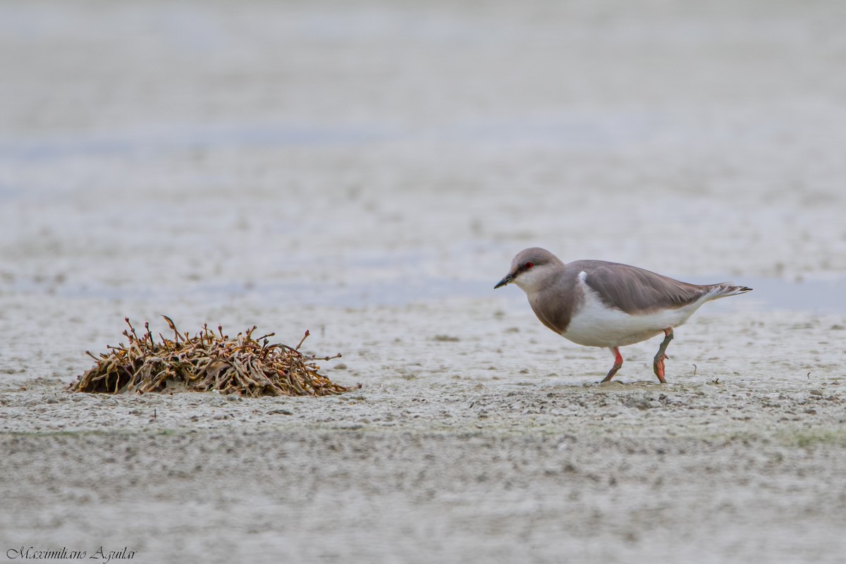 Magellanic Plover - ML641567408