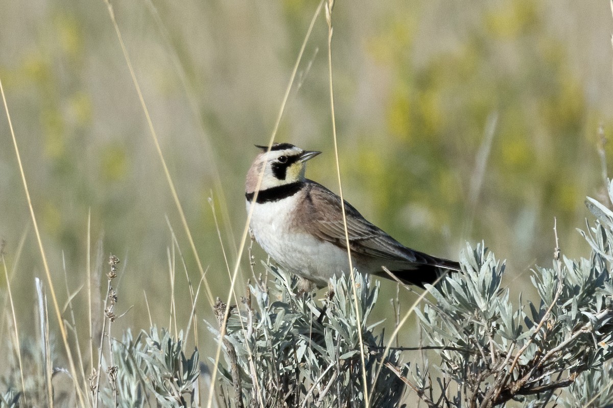 Horned Lark - ML641567428