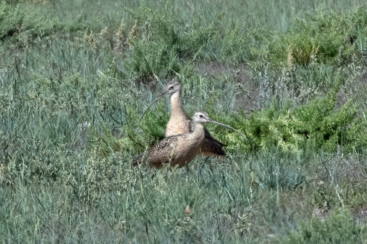 Long-billed Curlew - ML641567450