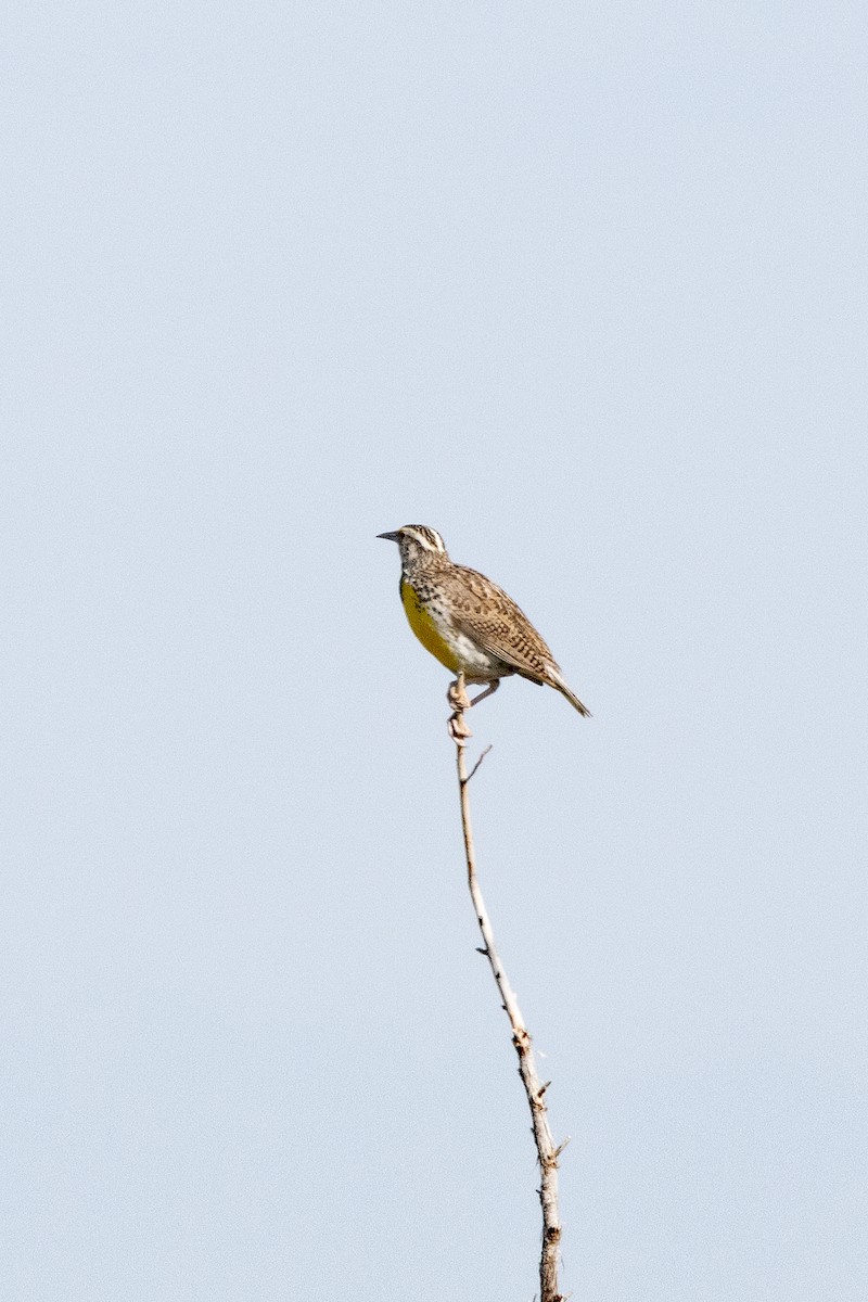 Western Meadowlark - ML641567482