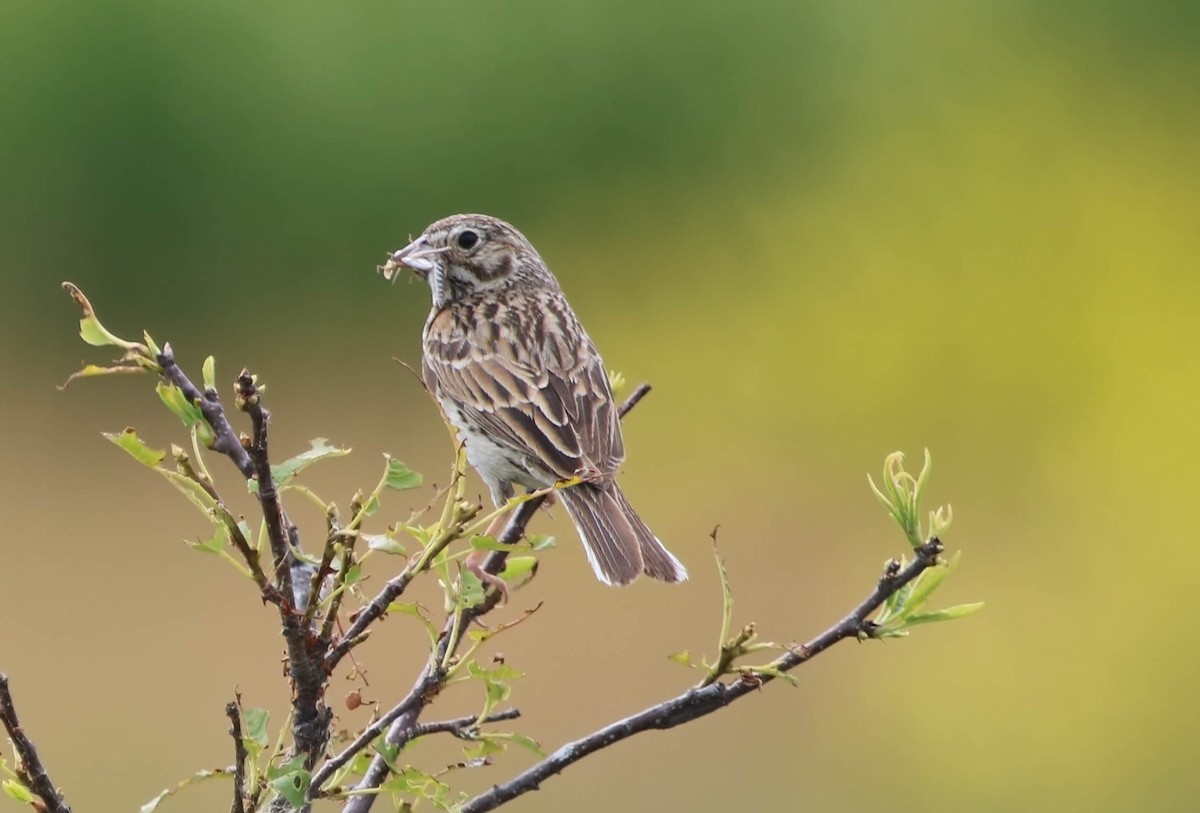 Vesper Sparrow - ML64156751