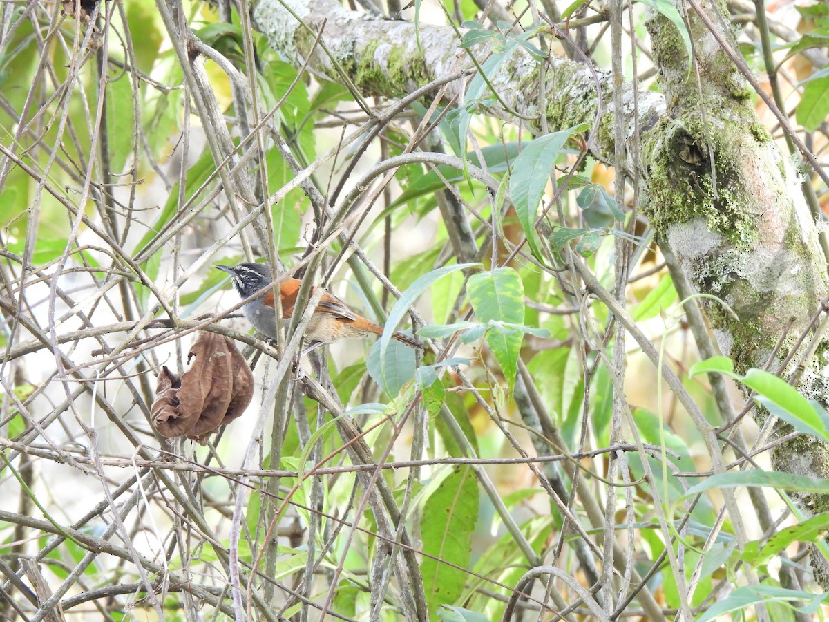 Whiskered Wren - ML641567573