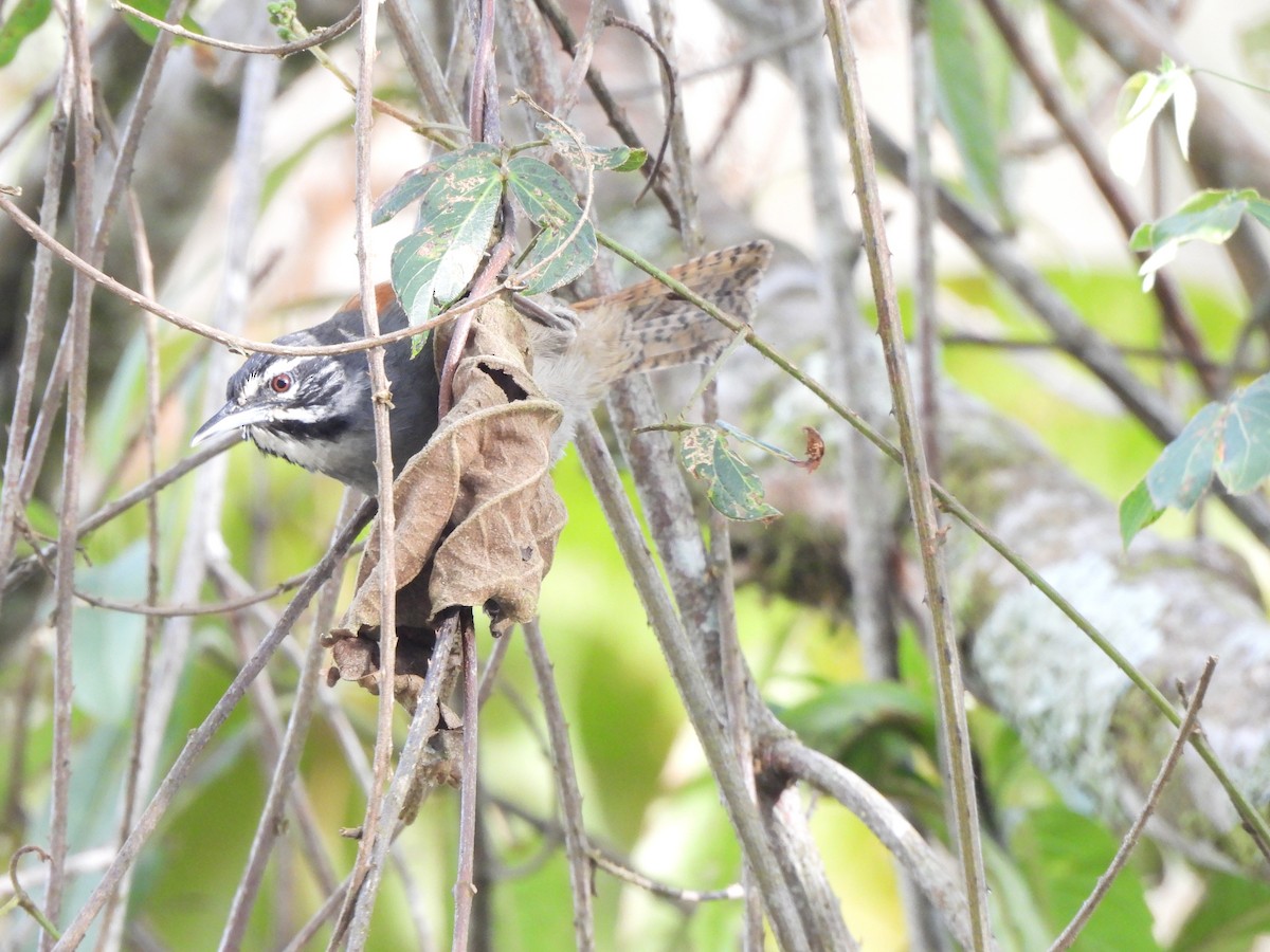 Whiskered Wren - ML641567574