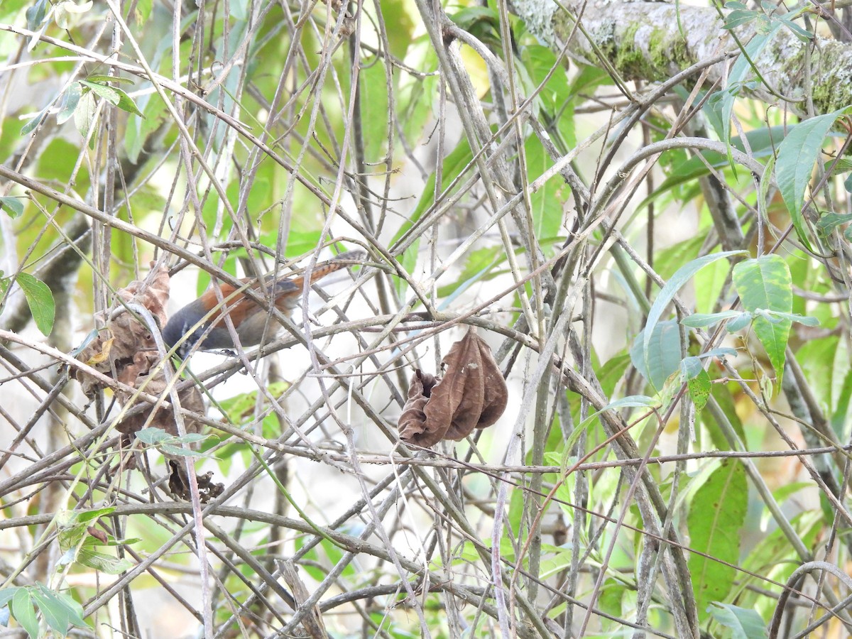 Whiskered Wren - ML641567575
