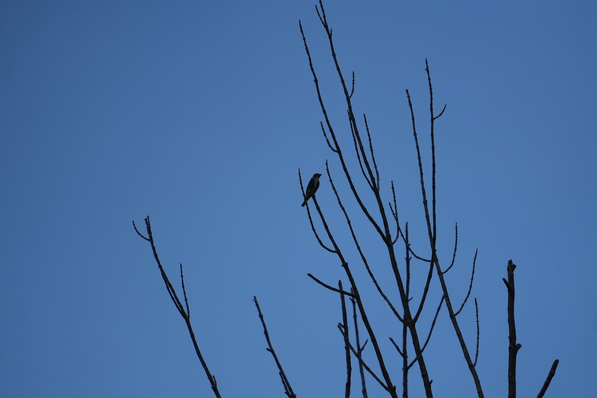 Olive-sided Flycatcher - ML641567590