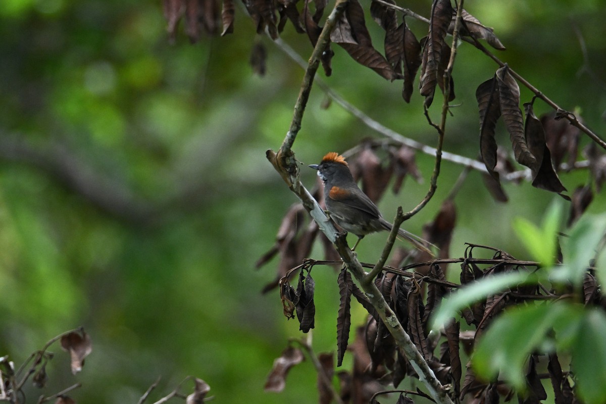 Dark-breasted Spinetail - ML641567633