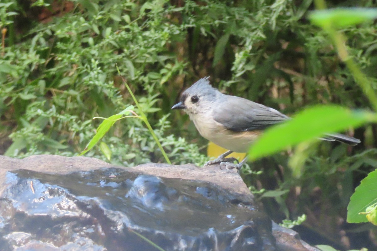 Tufted Titmouse - ML641567635