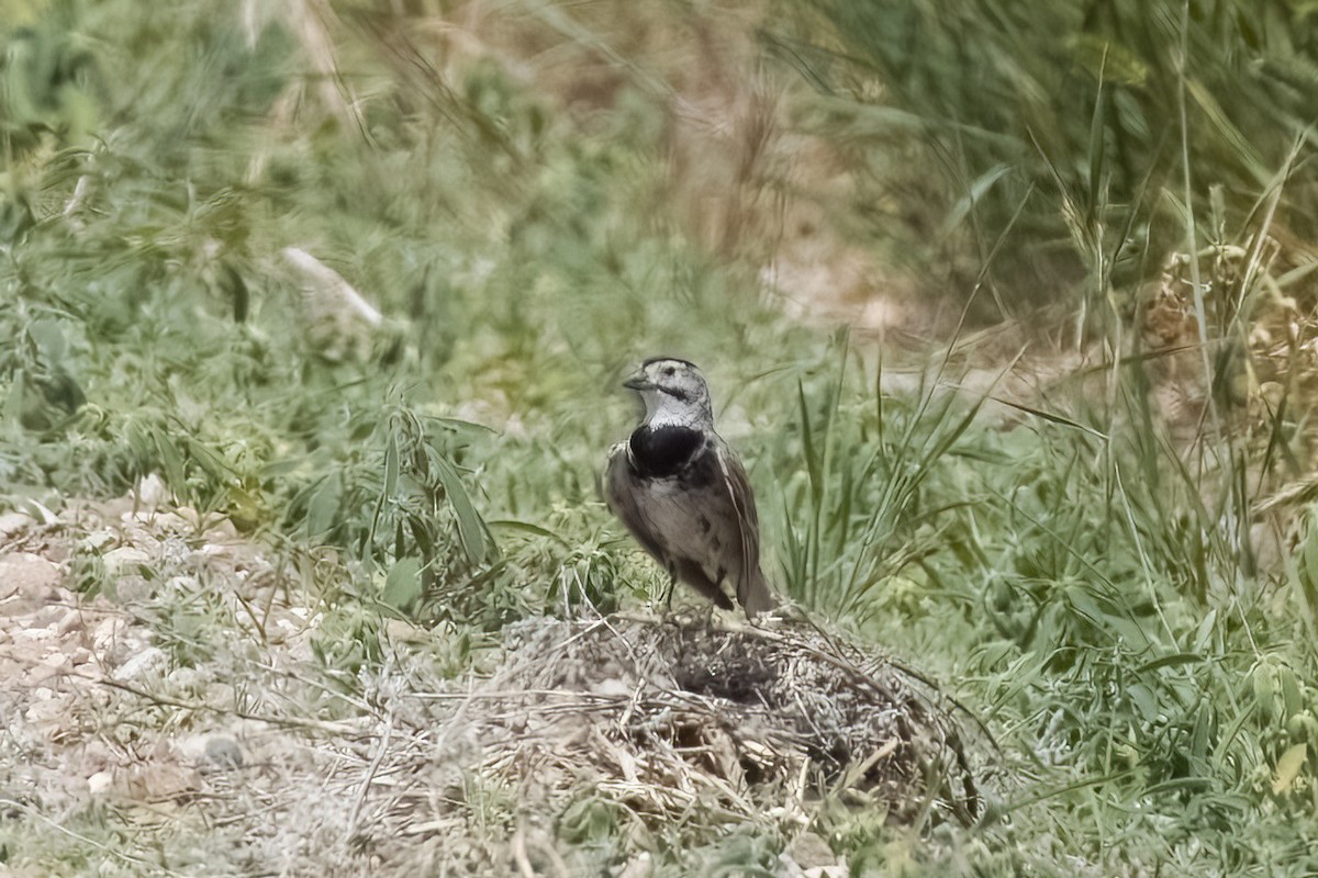 Thick-billed Longspur - ML641567650