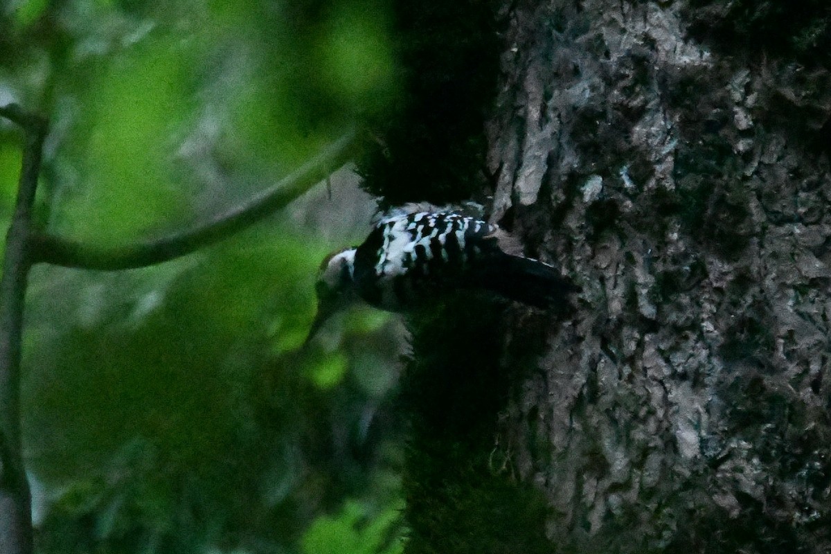 White-backed Woodpecker - ML641567658