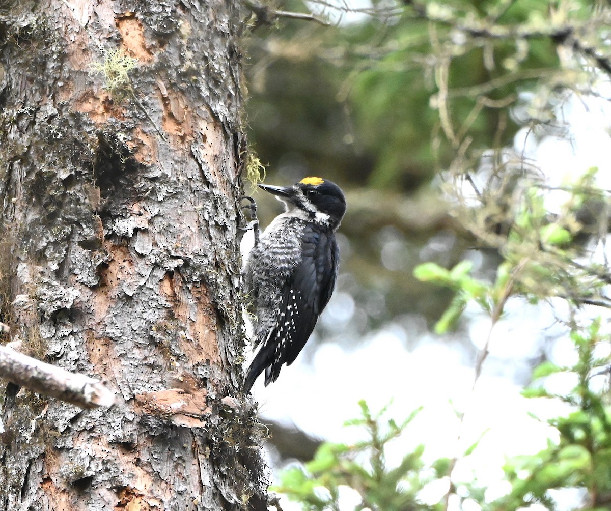 Black-backed Woodpecker - ML641567669