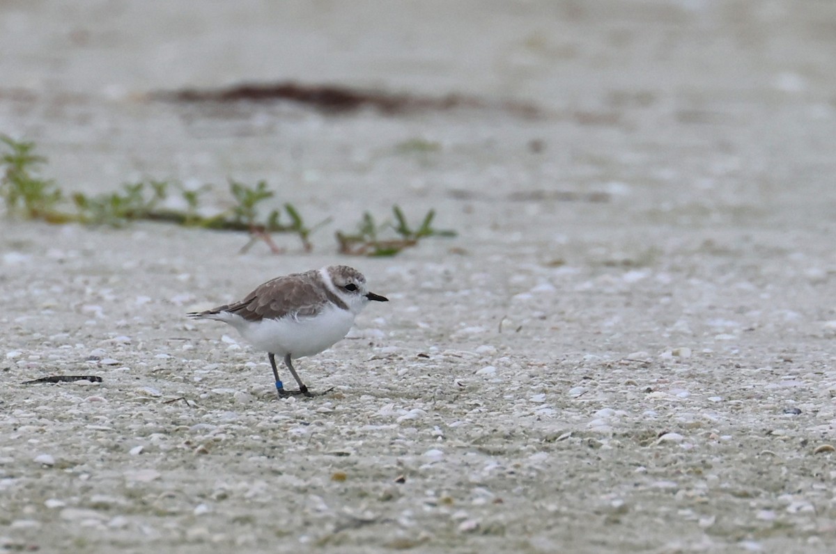 Snowy Plover - ML641567671